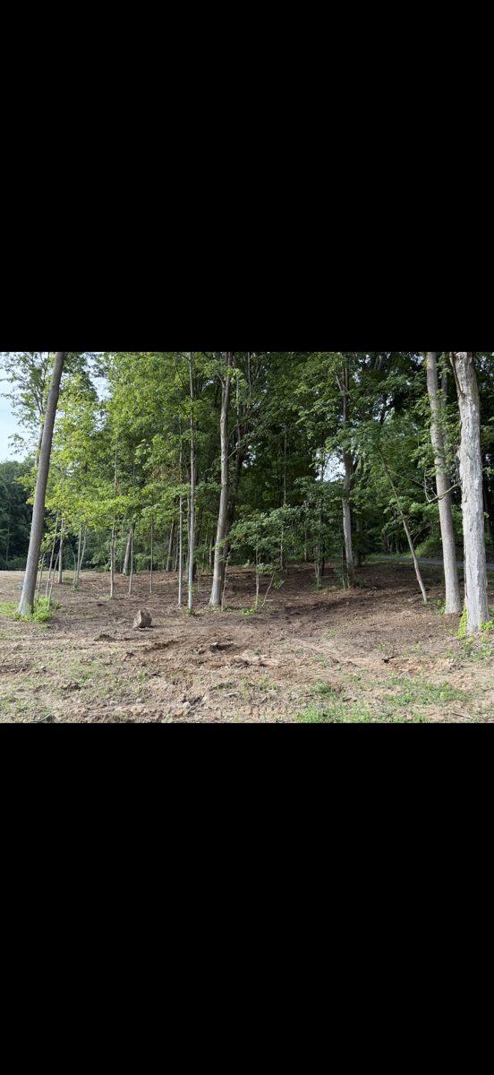 Trees thinned and underbrush mulched by T&R Land Pros